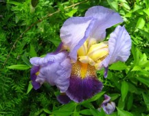 紫色德国鸢尾唯美植物图片
